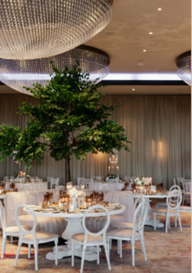 10ft Ficus Tree